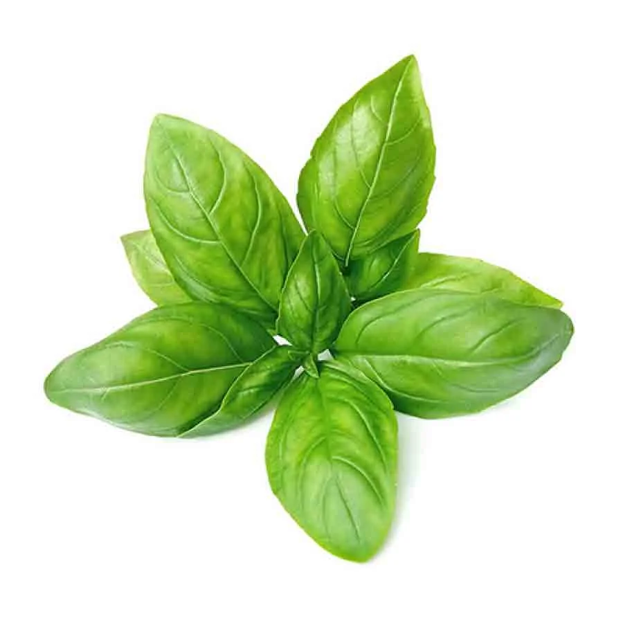 Hydroponic Italian Basil (เคคเฅเคฒเคธเฅ) โ 100g | Fresh Organic Tulsi Leaves