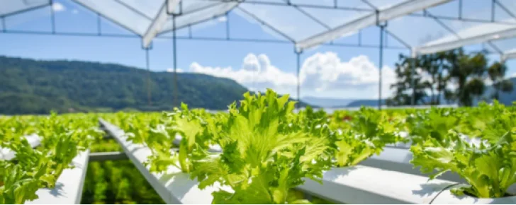 hydroponic inhydrogreens-728x290