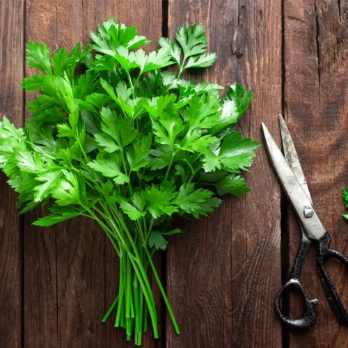 Fresh Hydroponic Parsley – 50g – close-up – InHydroGreens, same-day delivery in Delhi NCR