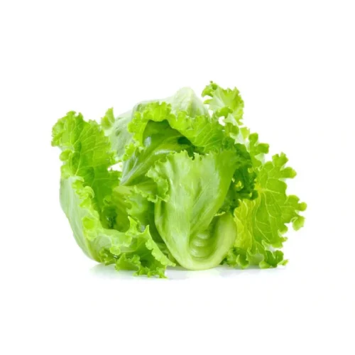 Iceberg x Inhydrogreens Fresh Iceberg Lettuce g Inhydrogreens Same day Delivery in Delhi Ncr