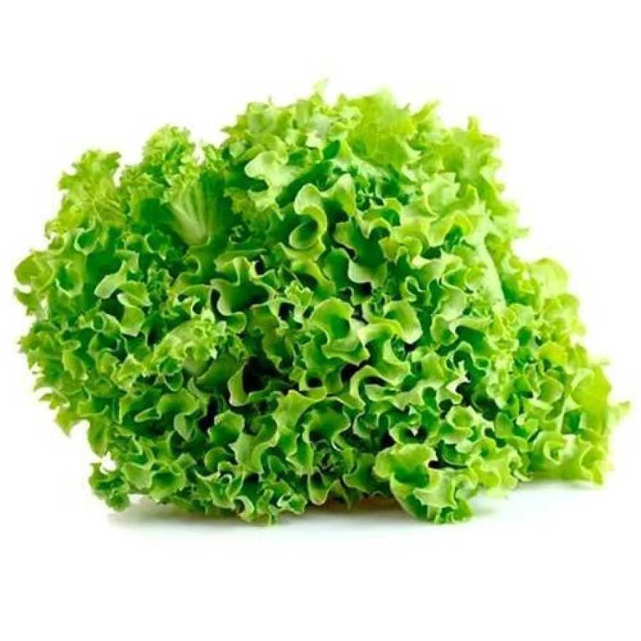 Lettuce Locarno (लोकर्नो) - 120-150g - Image 3