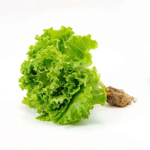 Fresh Lettuce Locarno - 120-150g – close-up – InHydroGreens, same-day delivery in Delhi NCR