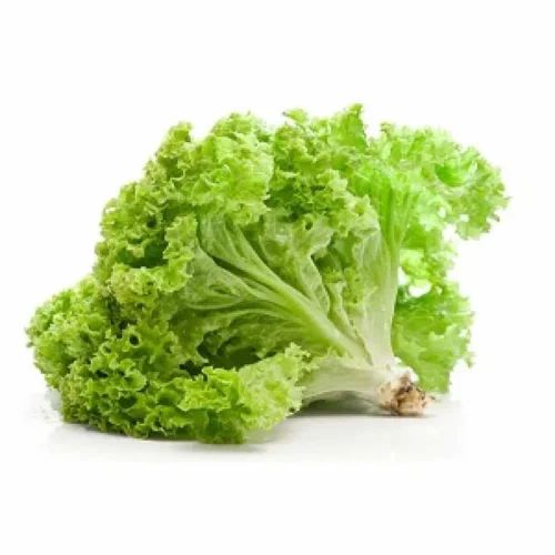 Fresh Lettuce Locarno - 120-150g – InHydroGreens, same-day delivery in Delhi NCR