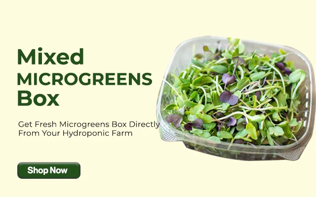 microgreens-salad-box-1-640x400