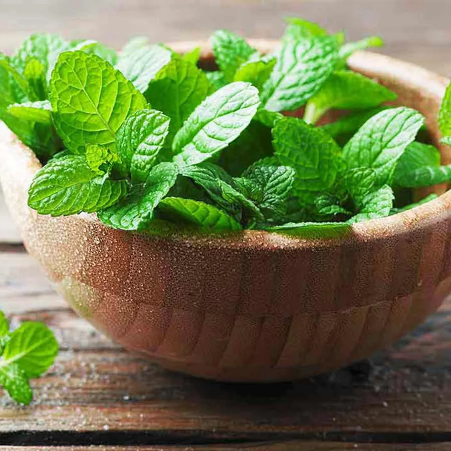 Hydroponic Mint (पुदीना) – 100g | Fresh, Pesticide-Free Pudina Leaves - Image 3