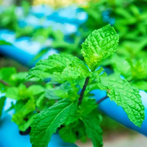 Fresh Hydroponic Mint – 100g – close-up – InHydroGreens, same-day delivery in Delhi NCR