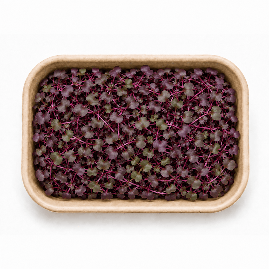 Red Amaranth Inhydrogreens