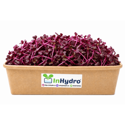 Fresh Red Amaranth Microgreen – InHydroGreens, same-day delivery in Delhi NCR