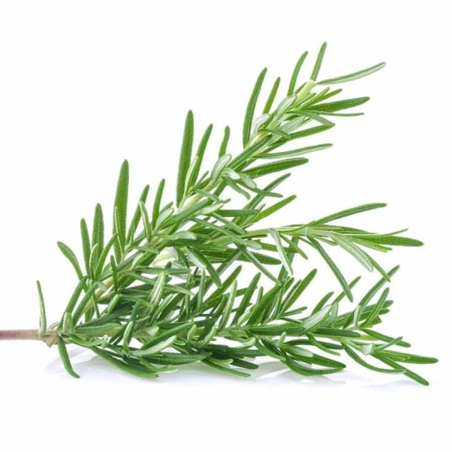 Fresh Rosemary (रोज़मेरी) 100g – Handpicked, Fragrant & Farm Fresh - Image 3