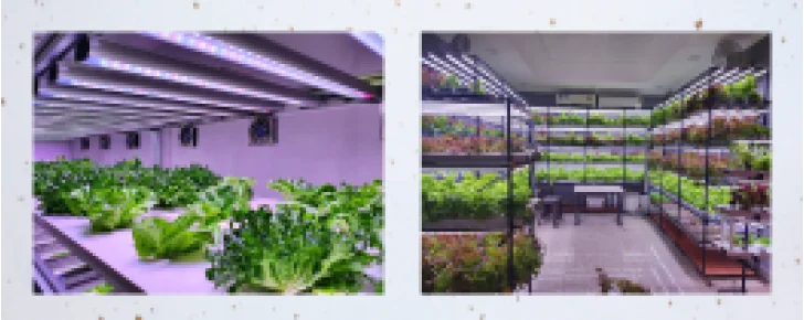 second blog inhydrogreens image-728x290