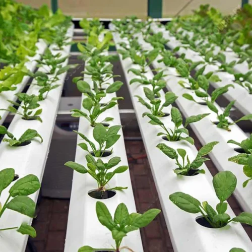 Fresh Hydroponic Spinach - 500g – close-up – InHydroGreens, same-day delivery in Delhi NCR