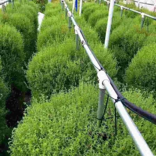 Fresh Hydroponic Thyme – 50g – close-up – InHydroGreens, same-day delivery in Delhi NCR