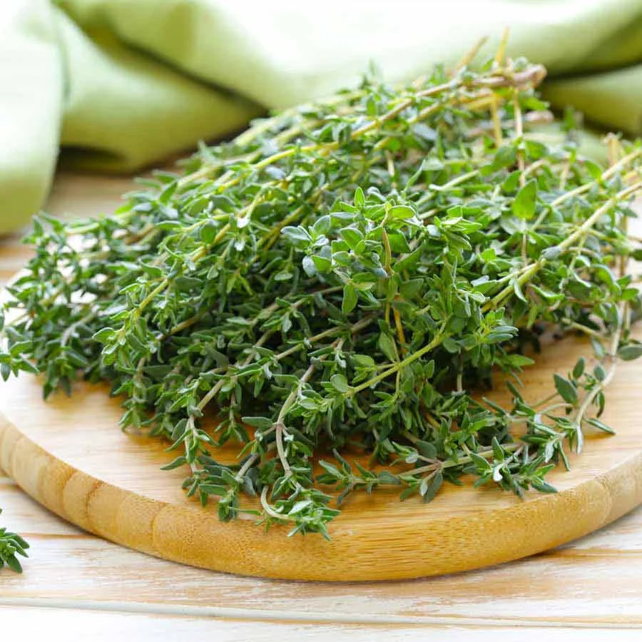 Hydroponic Thyme (थाइम) – 50g | Fresh & Aromatic Herb - Image 3