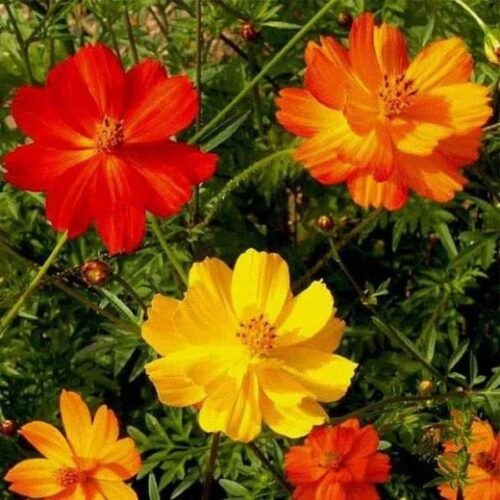Fresh Edible Cosmos Flower Mix – 10g – InHydroGreens, same-day delivery in Delhi NCR