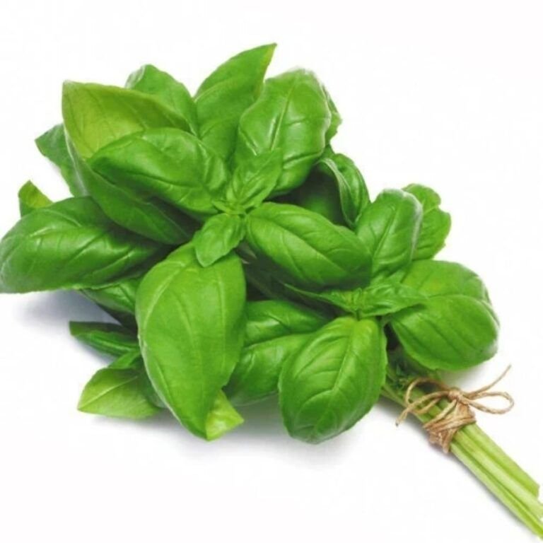 Fresh Herbs – InHydroGreens Delhi NCR
