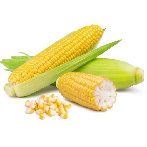 Sweet Corn Pc Inhydrogreens Fresh Sweet Corn Pc Inhydrogreens Same day Delivery in Delhi Ncr