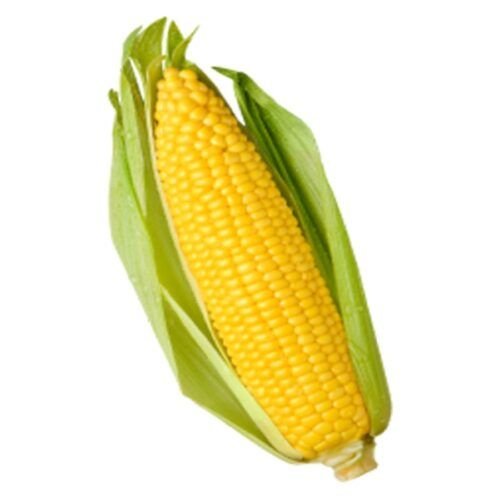 Fresh Sweet Corn   Pc  Close up  Inhydrogreens Same day Delivery in Delhi Ncr