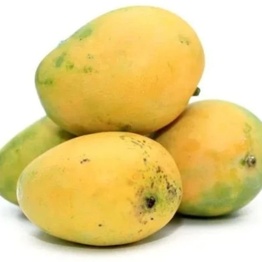 Safeda Mango ( เคธเคซเฅเคฆเคพ) โ 1 Pc | Large, Fiberless & Royal Sweetness