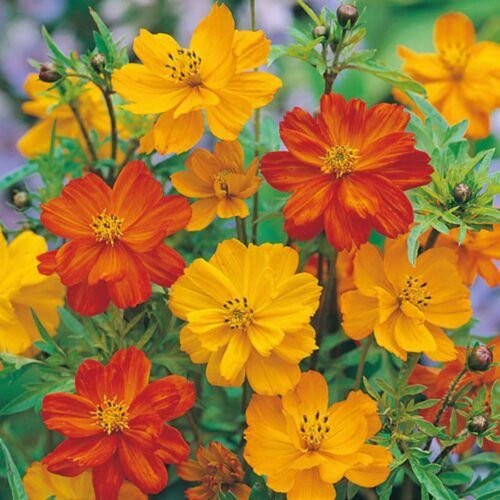Fresh Edible Cosmos Flower Mix – 10g – close-up – InHydroGreens, same-day delivery in Delhi NCR