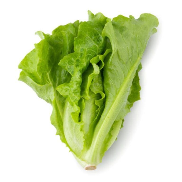 Lettuce & Salad Greens – InHydroGreens Delhi NCR