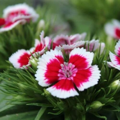 Fresh Edible Dianthus Flower – 10g – InHydroGreens, same-day delivery in Delhi NCR