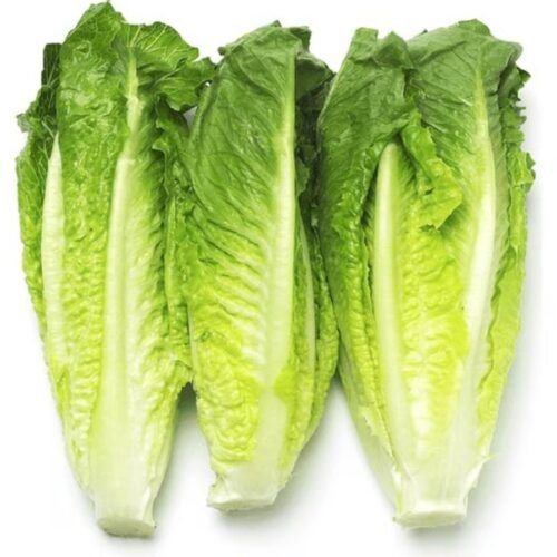 Fresh Romaine Lettuce – 120-150gm – close-up – InHydroGreens, same-day delivery in Delhi NCR