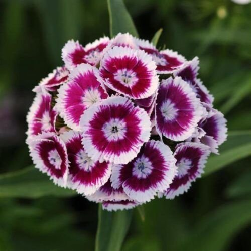Fresh Edible Dianthus Flower – 10g – close-up – InHydroGreens, same-day delivery in Delhi NCR