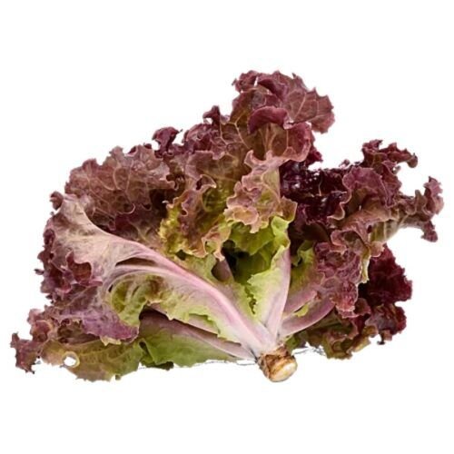 Fresh Lollo Rosso Lettuce – 120-150gm – InHydroGreens, same-day delivery in Delhi NCR