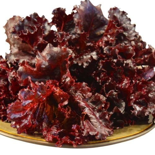 Fresh Lollo Rosso Lettuce – 120-150gm – close-up – InHydroGreens, same-day delivery in Delhi NCR