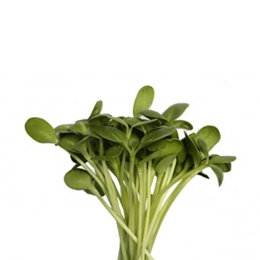 Sunflower ( เคธเฅเคฐเคเคฎเฅเคเฅ เคฎเคพเคเคเฅเคฐเฅเคเฅเคฐเฅเคจเฅเคธ )-30gm | Fresh Hydroponic & Pesticide-Free