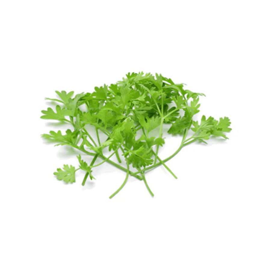Coriander ( เคงเคจเคฟเคฏเคพ เคฎเคพเคเคเฅเคฐเฅเคเฅเคฐเฅเคจเฅเคธ )-25gm | Fresh Hydroponic & Pesticide-Free
