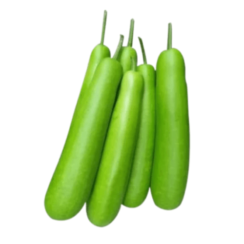 Fresh Bottle Gourd    g  Close up  Inhydrogreens Same day Delivery in Delhi Ncr