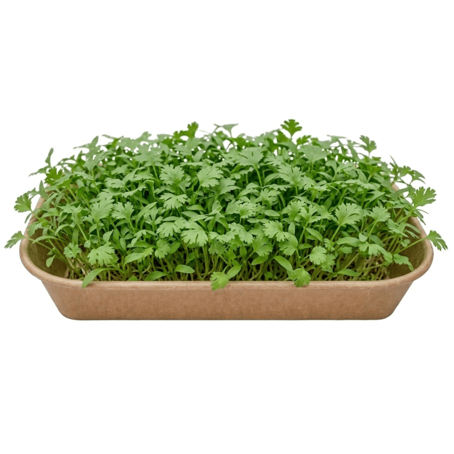 Tray of fresh green parsley seedlings densely packed in a brown rectangular planter.