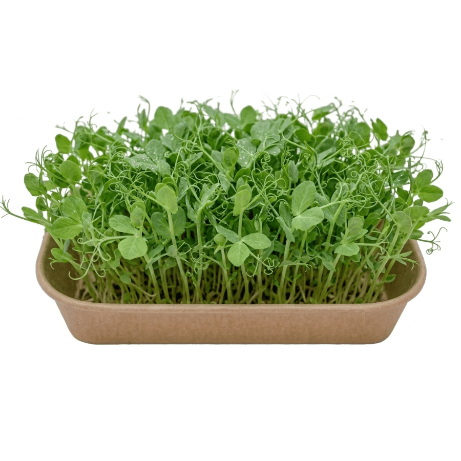 Tray of fresh microgreens growing in a brown biodegradable container.