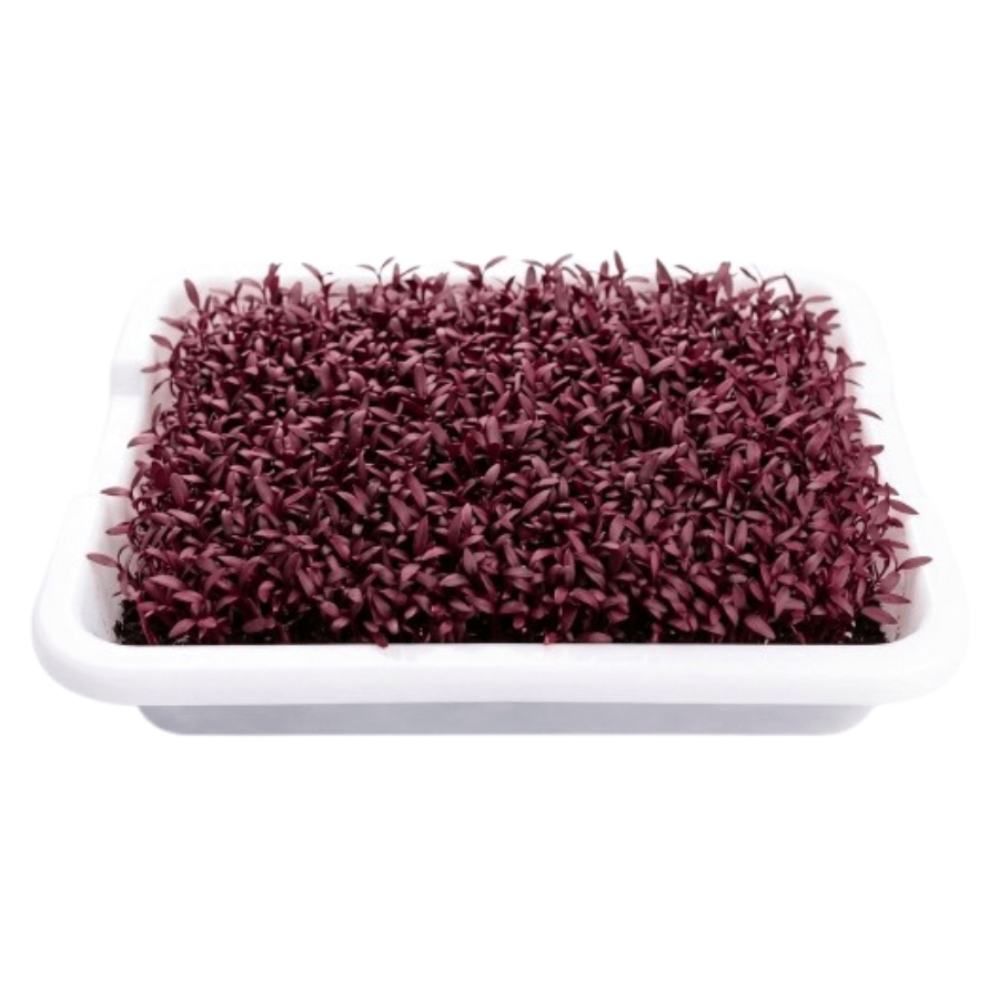 Red Amaranth Microgreens - 200-250gm | Fresh & Nutrient-Dense Superfood
