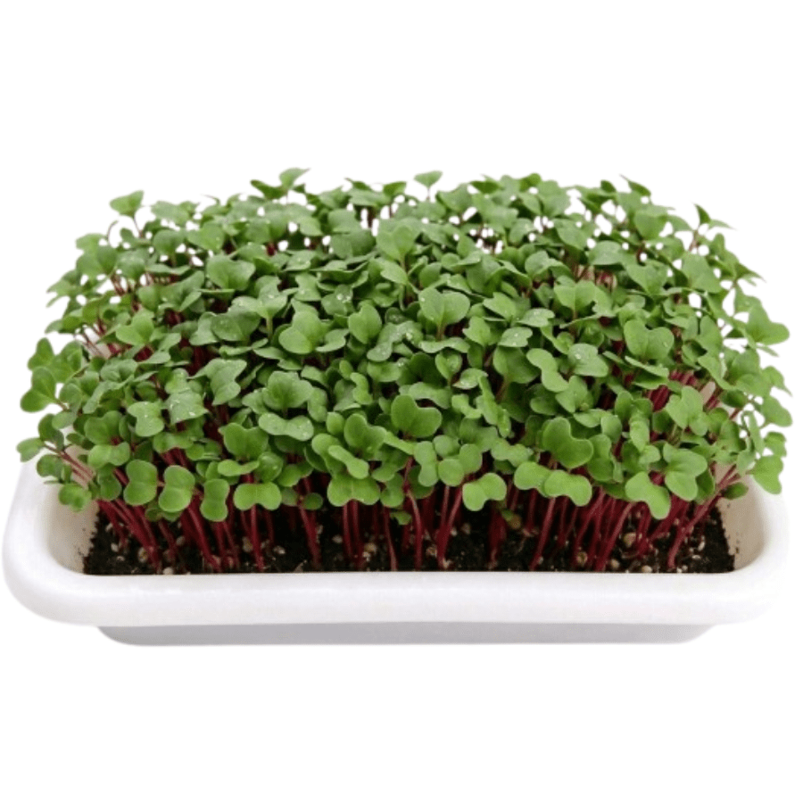 Radish Microgreens 200–250g | Fresh, Peppery & Nutrient-Dense