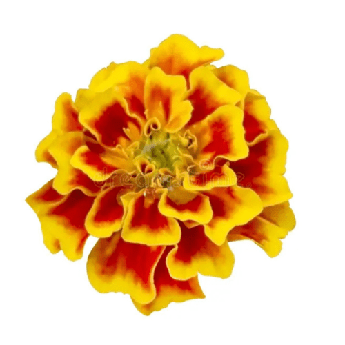 Fresh Edible Marigold – 15g – InHydroGreens, same-day delivery in Delhi NCR