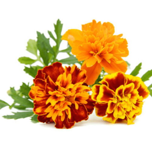 Fresh Edible Marigold – 15g – close-up – InHydroGreens, same-day delivery in Delhi NCR