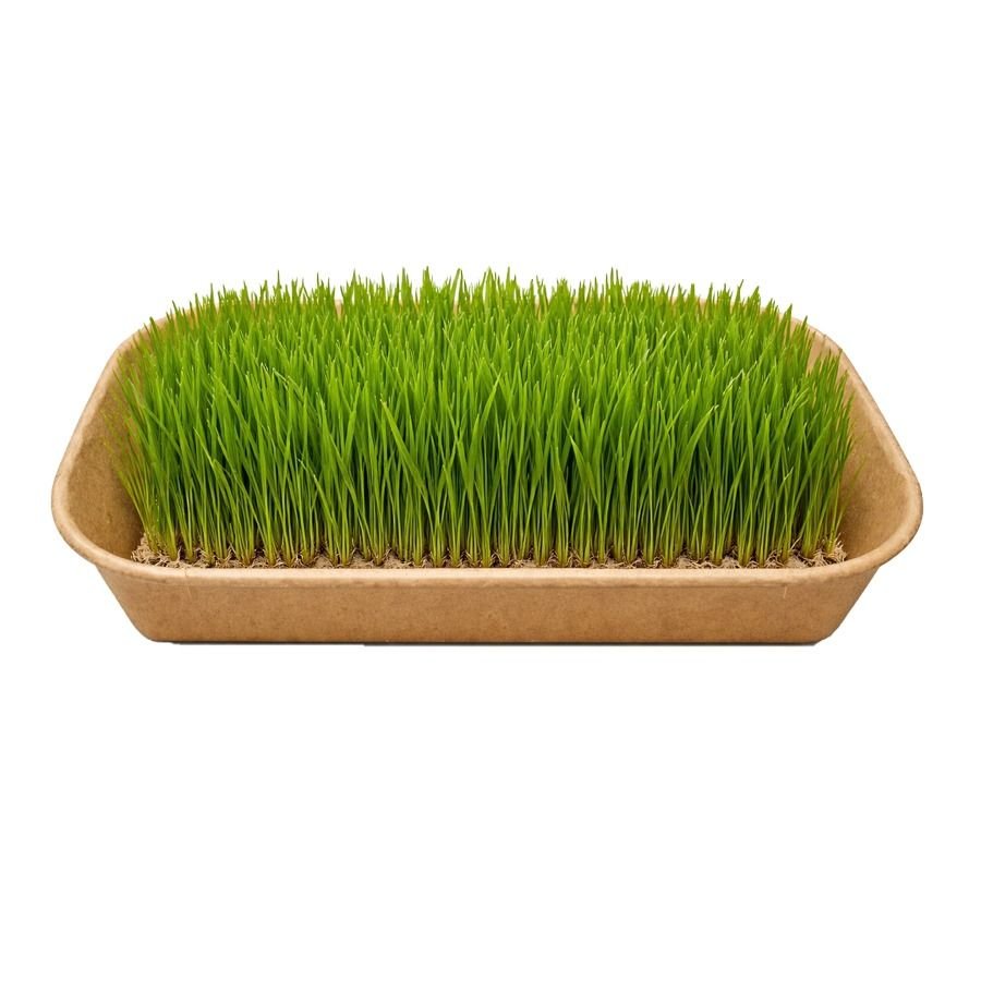 Wheatgrass(เคตเฅเคนเฅเคเคเฅเคฐเคพเคธ เคฎเคพเคเคเฅเคฐเฅเคเฅเคฐเฅเคจ)-100g | Fresh Hydroponic & Pesticide-Free