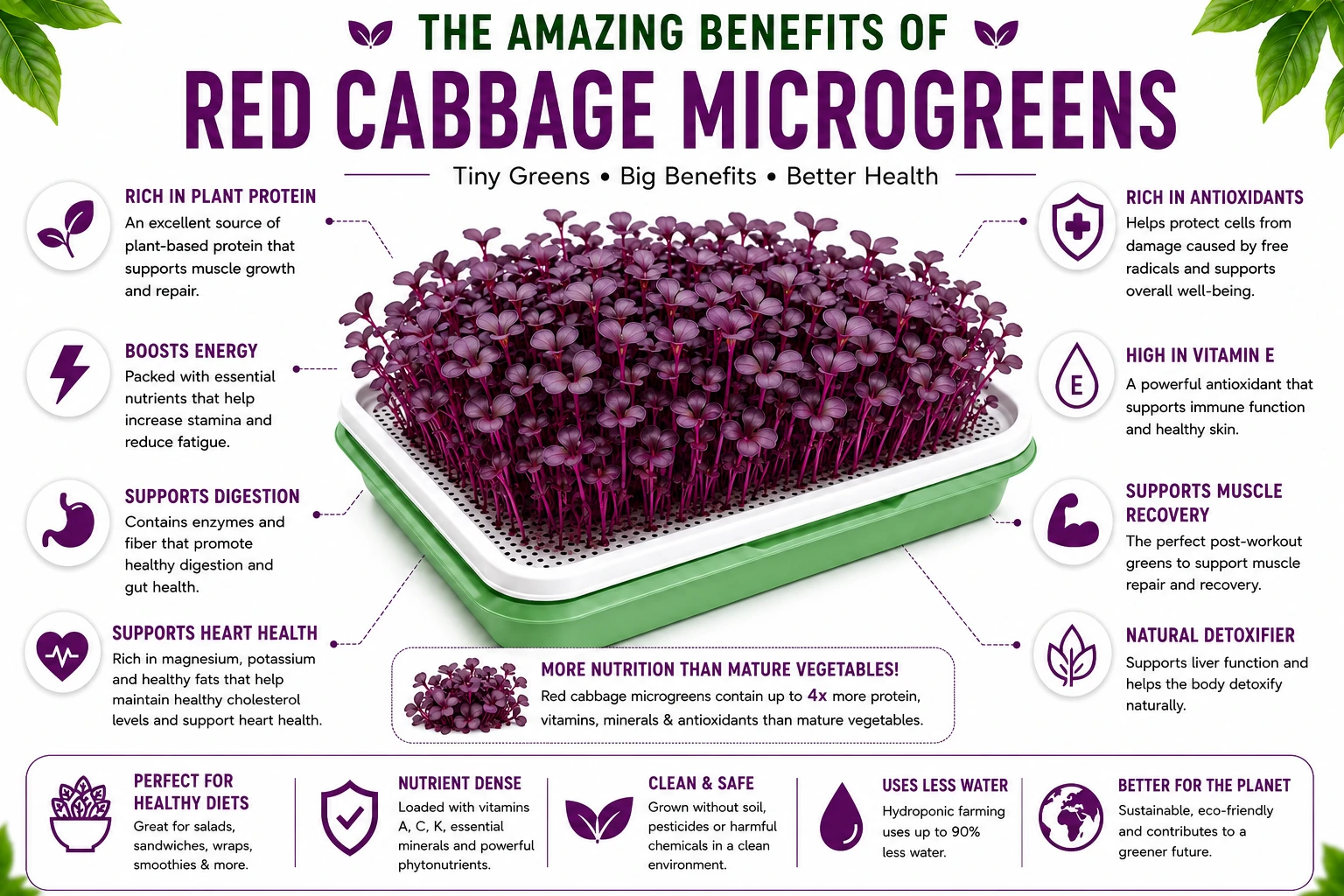 Benefits of Red Cabbage Microgreens