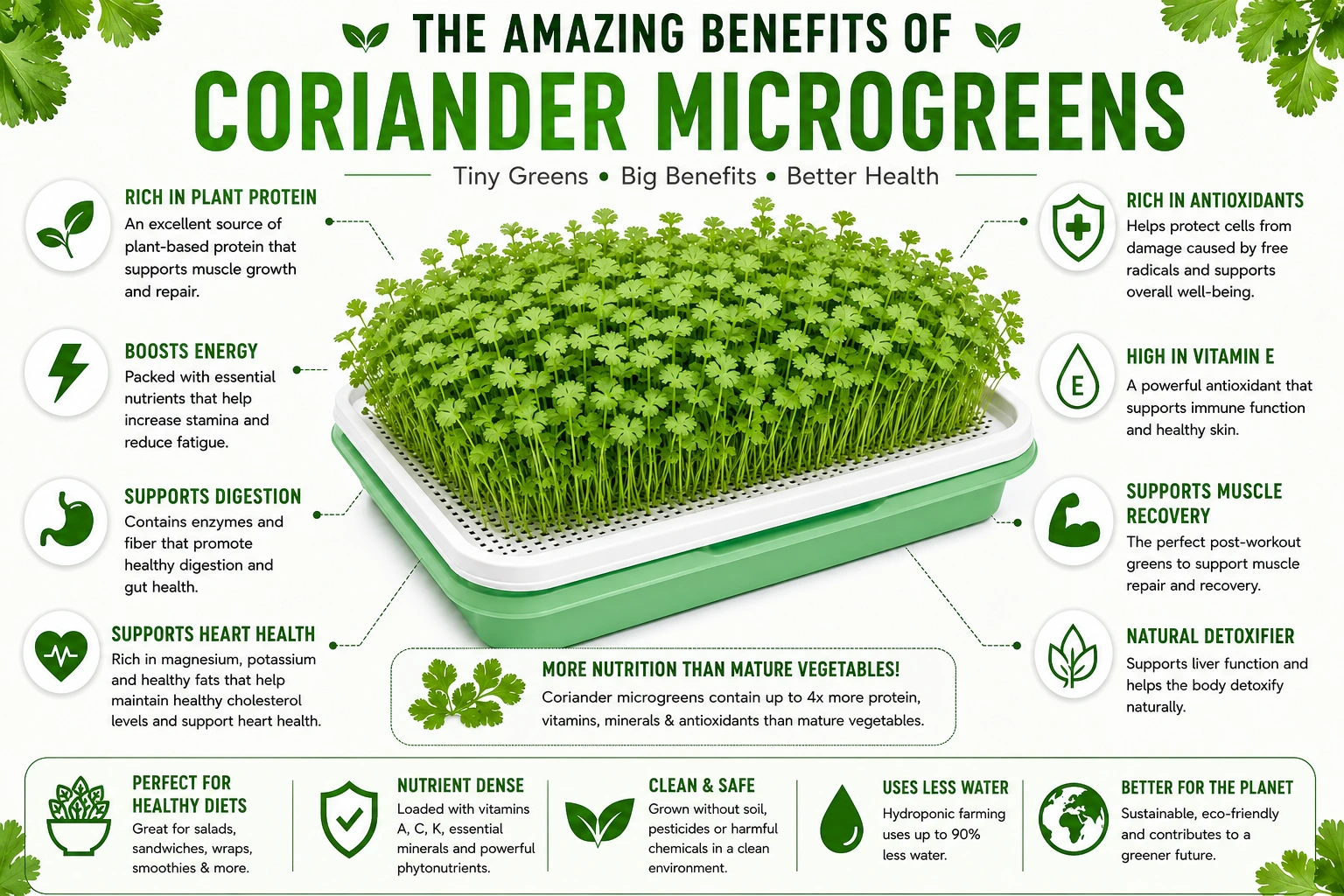 Benefits of Coriander Microgreens