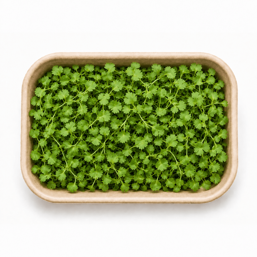 Coriander Inhydrogreens