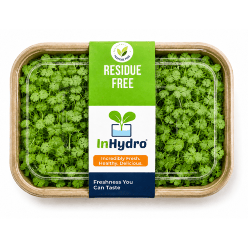 Fresh Coriander Microgreen – close-up – InHydroGreens, same-day delivery in Delhi NCR