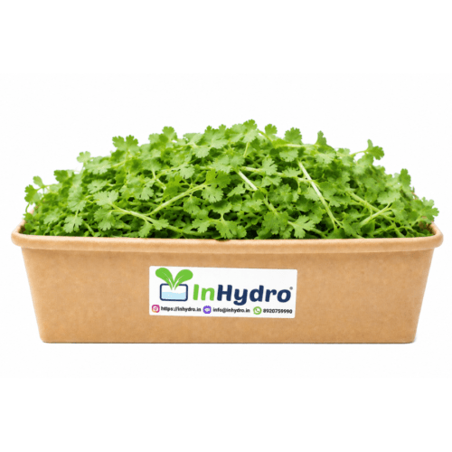 Coriander Microgreen Inhydrogreens Fresh Coriander Microgreen Inhydrogreens Same day Delivery in Delhi Ncr