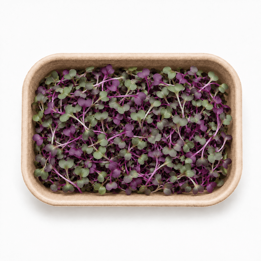 Red Cabbage Inhydrogreens