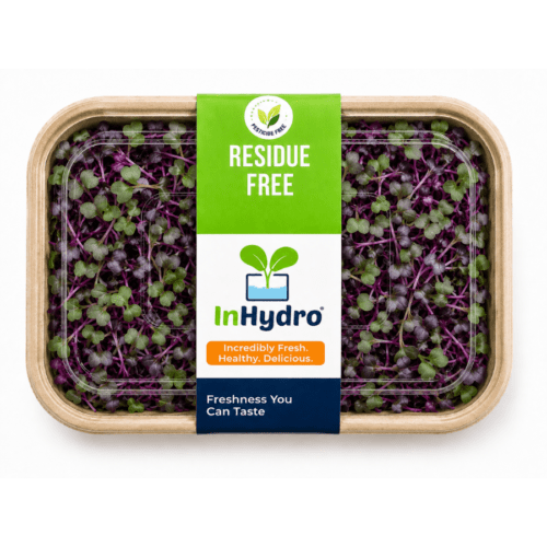 Fresh Red Cabbage Microgreens – close-up – InHydroGreens, same-day delivery in Delhi NCR