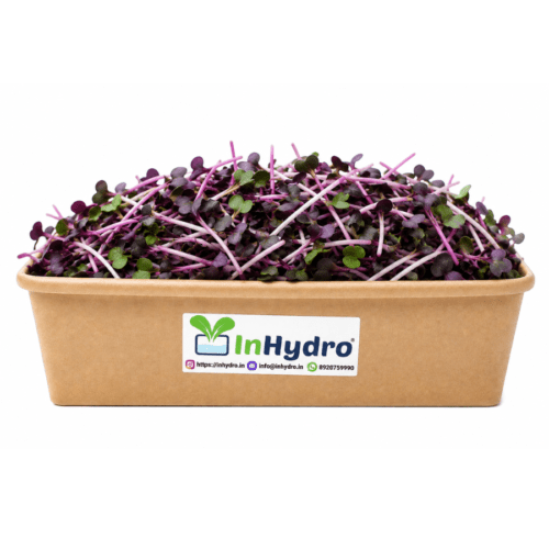 Fresh Red Cabbage Microgreens – InHydroGreens, same-day delivery in Delhi NCR