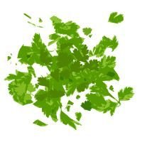 Fresh Shredded Cabbage
