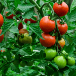 Fresh Tomatoes Growing on Vine Plants in a Greenhouse Farming System