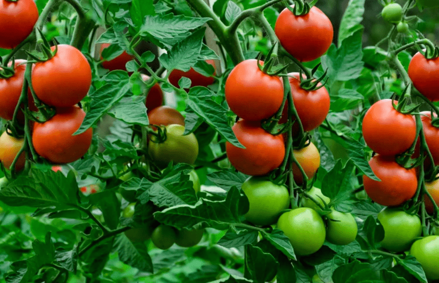Fresh Tomatoes Growing on Vine Plants in a Greenhouse Farming System